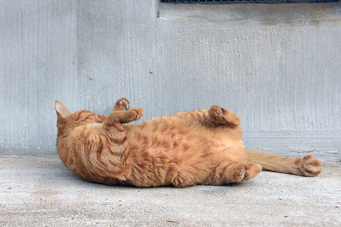 街のねこたち