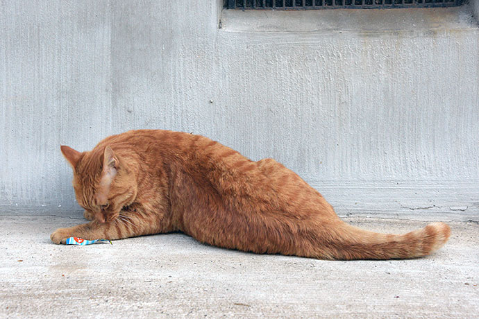 街のねこたち