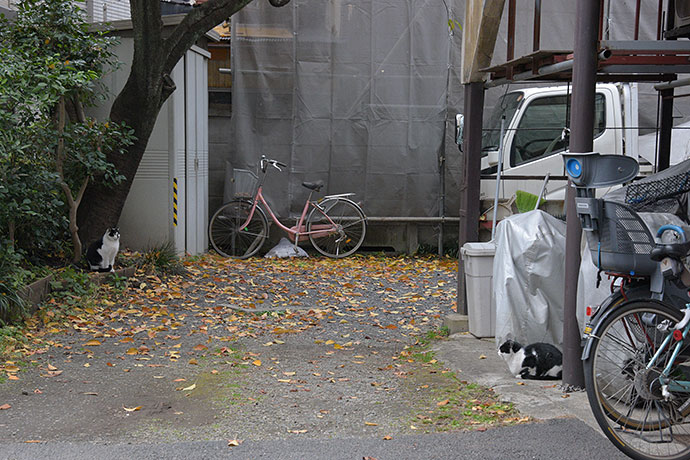 街のねこたち