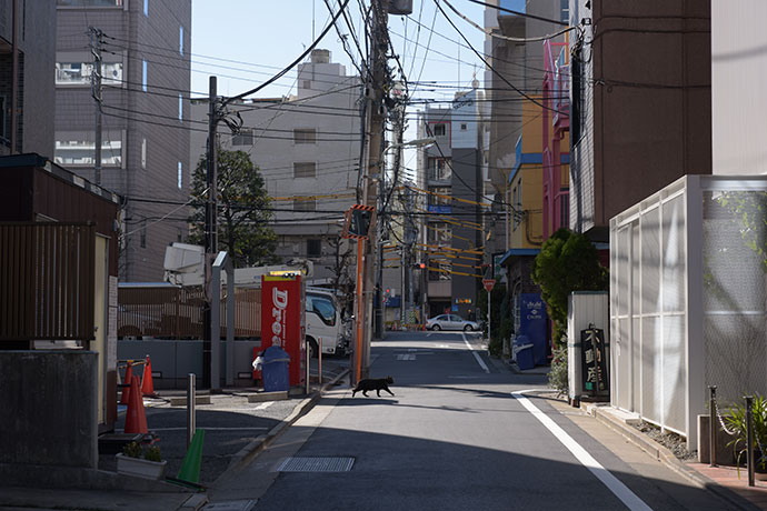街のねこたち