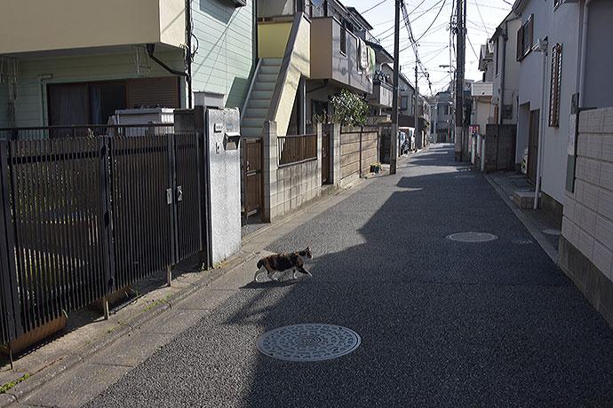 街のねこたち
