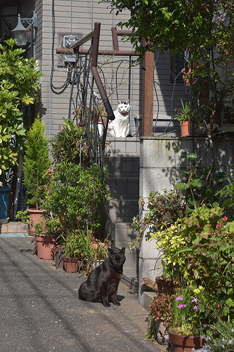 街のねこたち