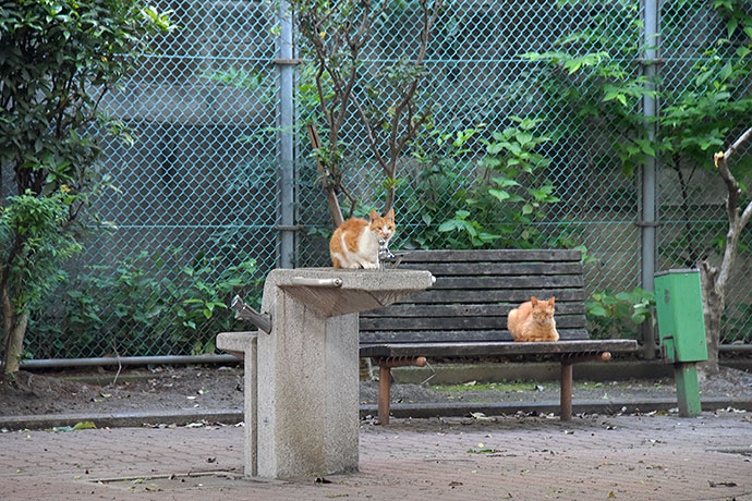 街のねこたち