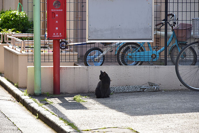 街のねこたち