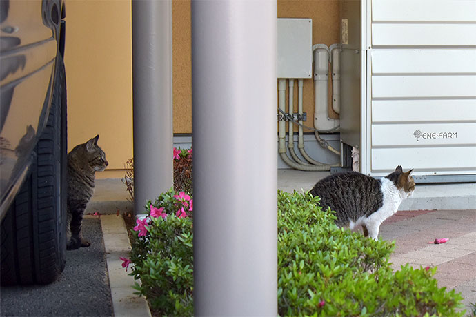街のねこたち