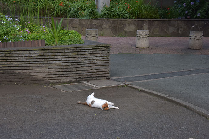 街のねこたち