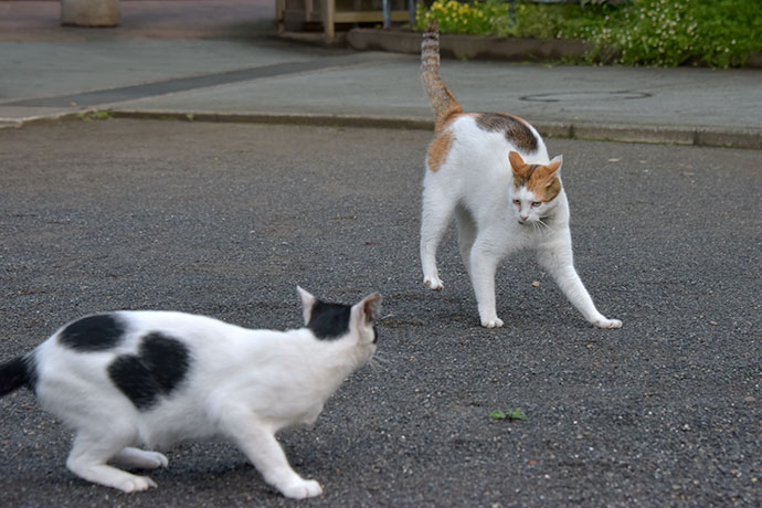 街のねこたち