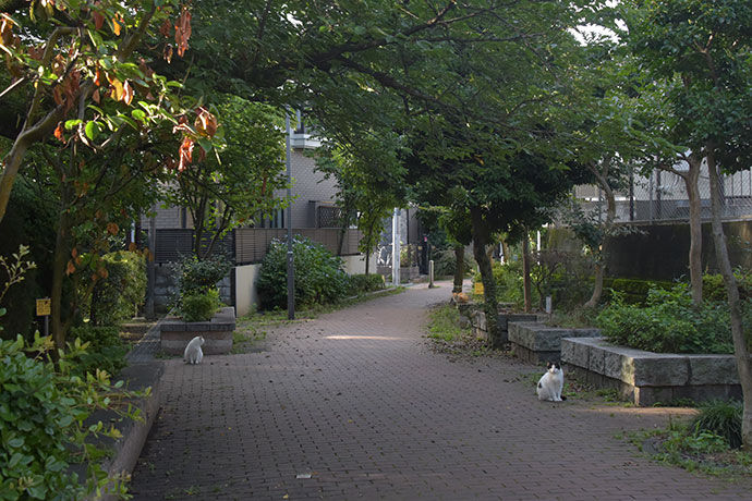 街のねこたち