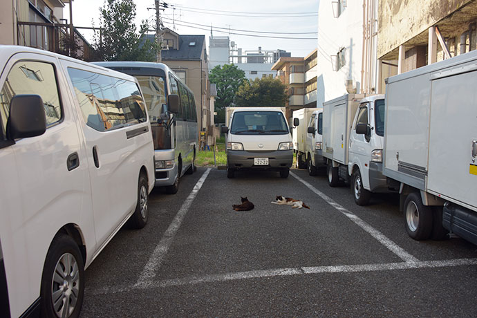 街のねこたち