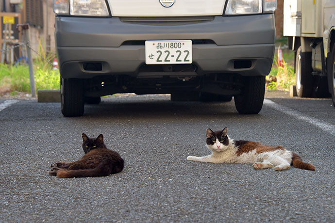 街のねこたち