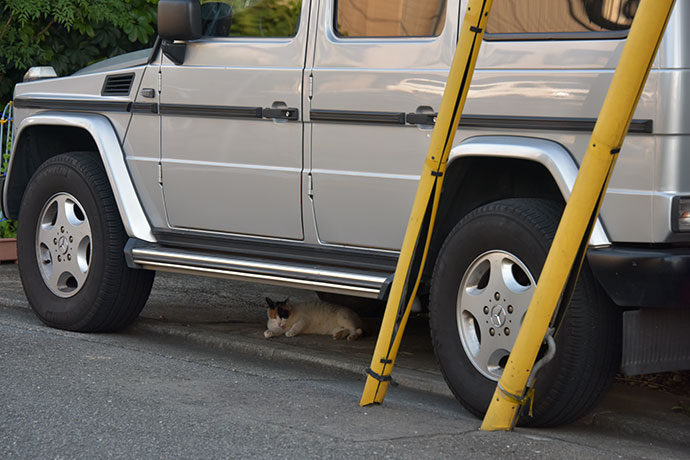 街のねこたち