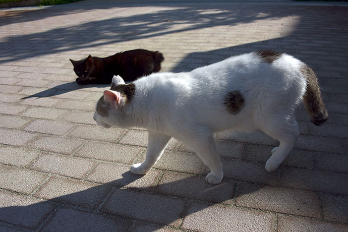 街のねこたち