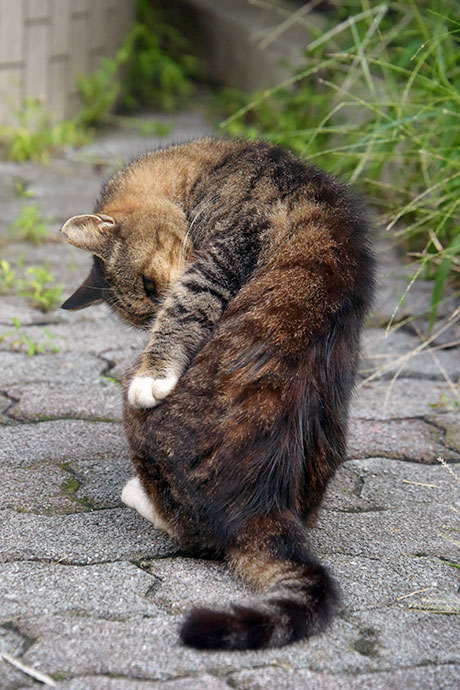 街のねこたち