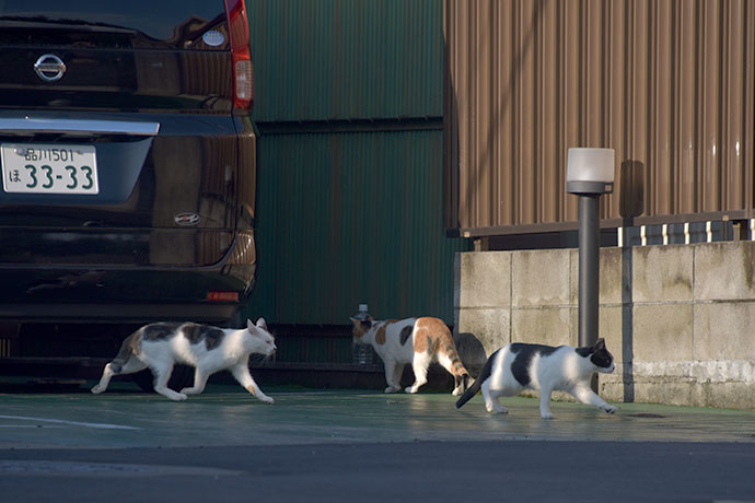 街のねこたち