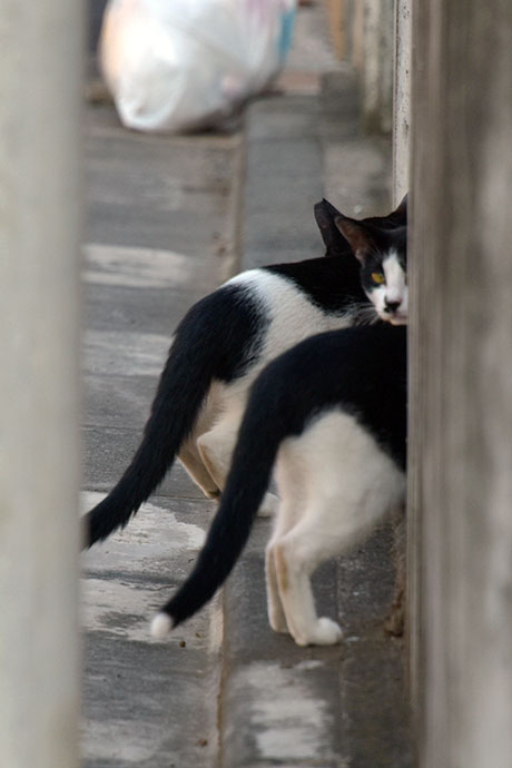 街のねこたち