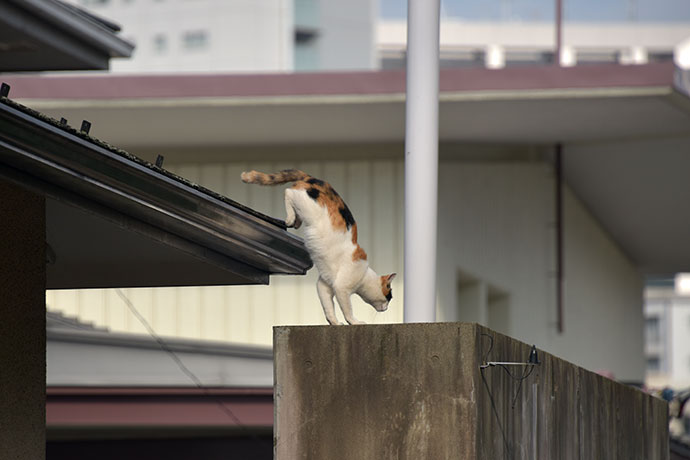 街のねこたち