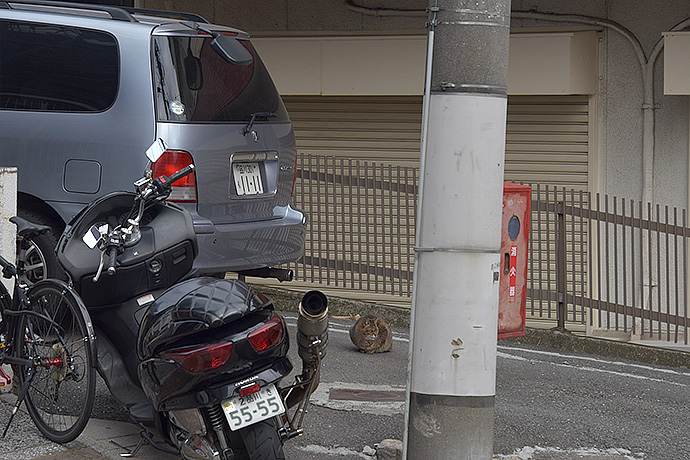 街のねこたち