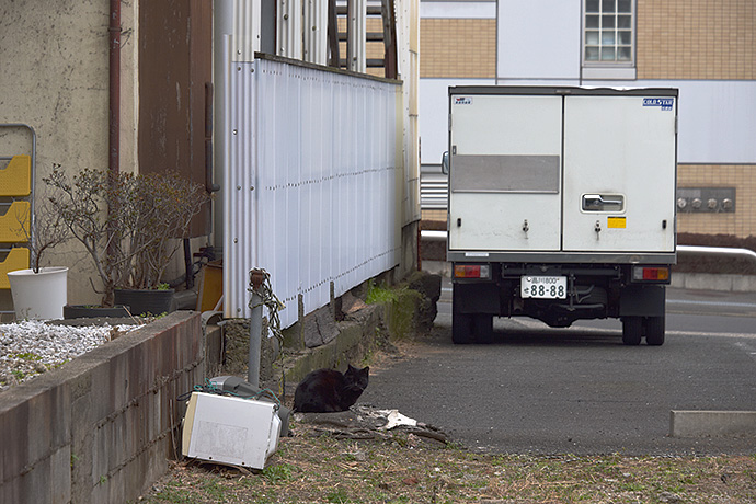 街のねこたち