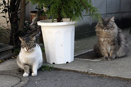 街のねこたち