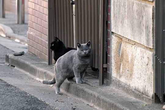 街のねこたち