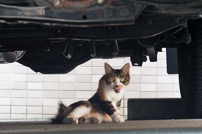 街のねこたち