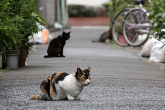 街のねこたち