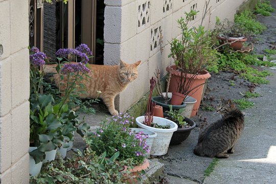 街のねこたち