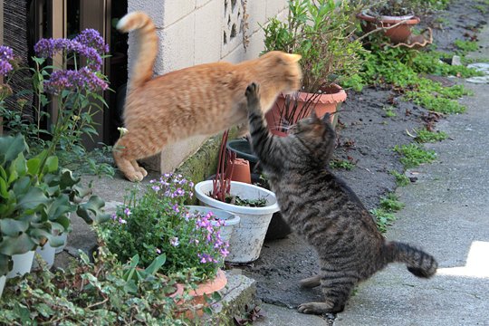 街のねこたち