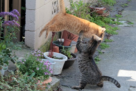 街のねこたち