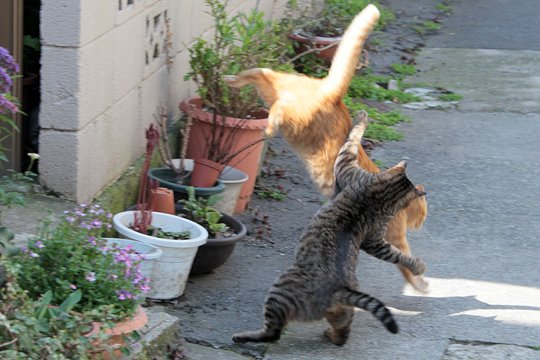 街のねこたち