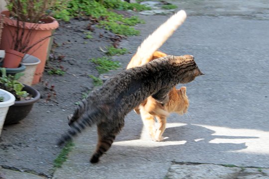 街のねこたち
