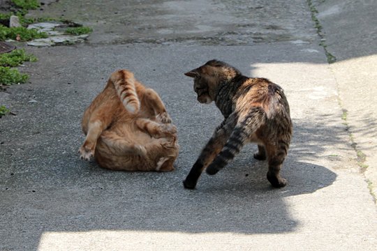 街のねこたち
