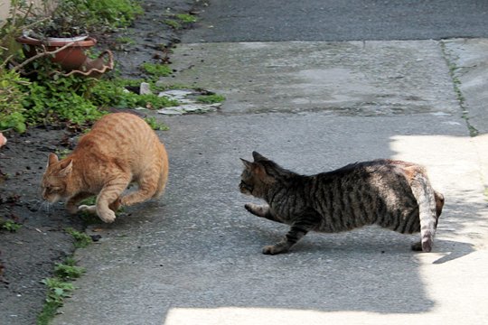 街のねこたち