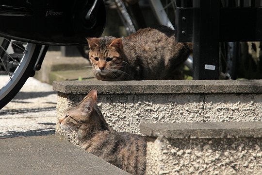 街のねこたち