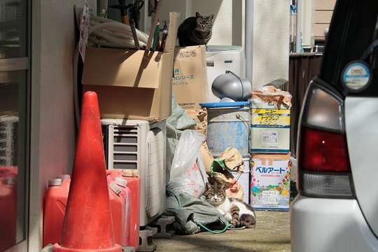 街のねこたち