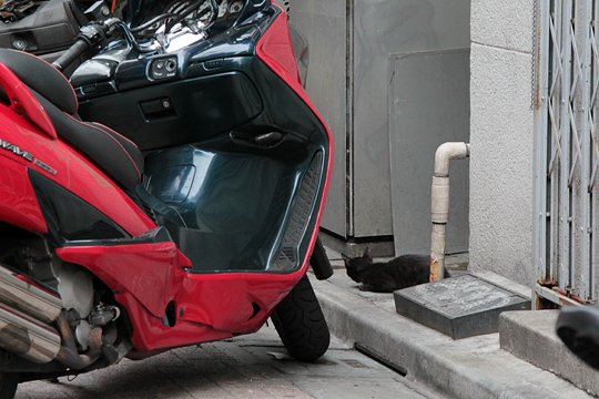 街のねこたち