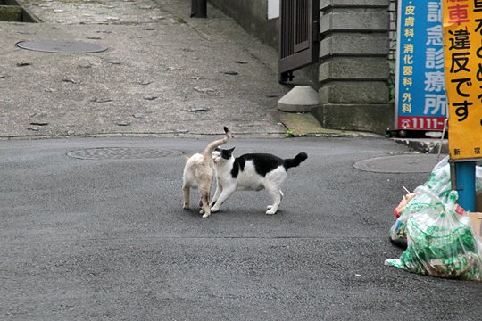 街のねこたち