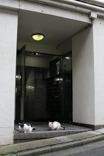 街のねこたち