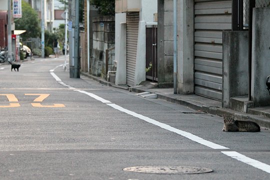 街のねこたち
