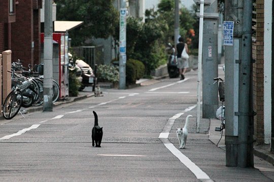 街のねこたち