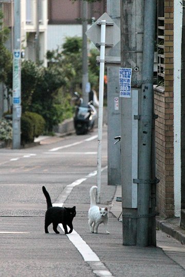 街のねこたち
