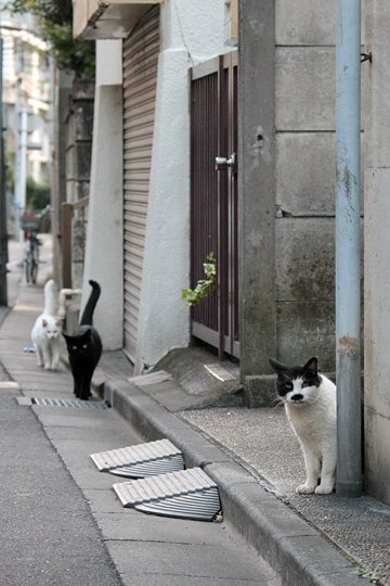 街のねこたち
