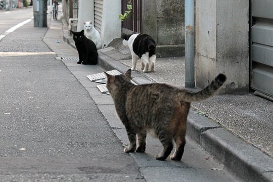 街のねこたち
