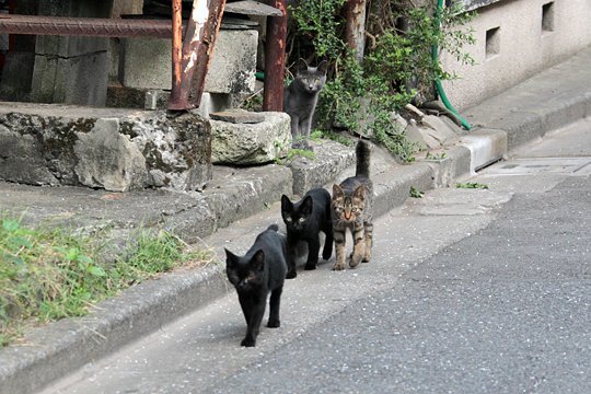 街のねこたち