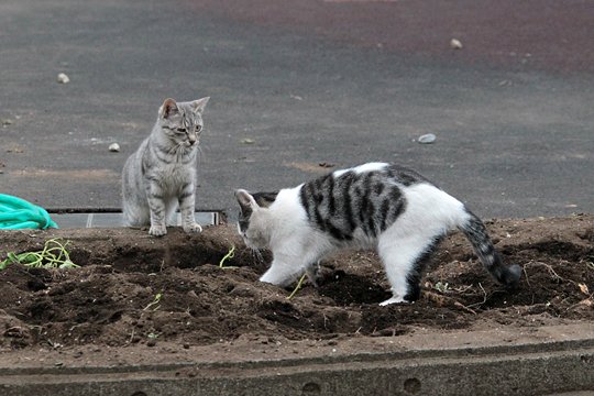 街のねこたち