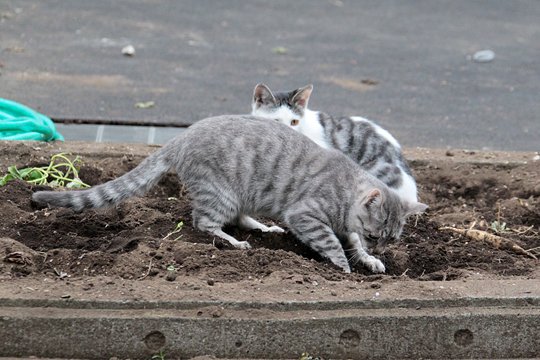 街のねこたち