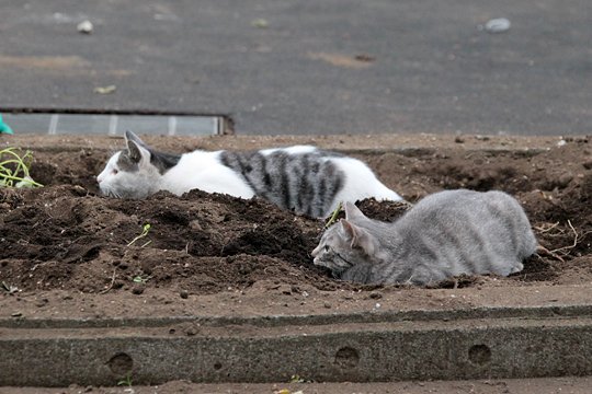 街のねこたち