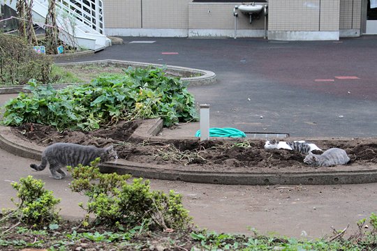 街のねこたち