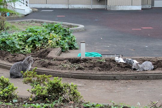 街のねこたち