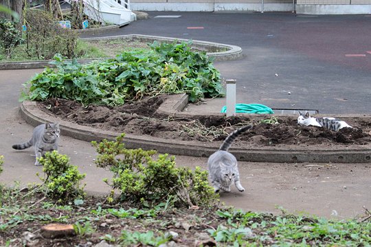 街のねこたち
